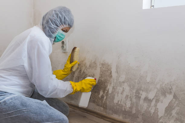 Professional Mold Remediation in Lopezville, TX