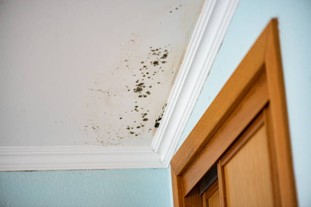 Best Attic Mold Remediation in Lopezville, TX