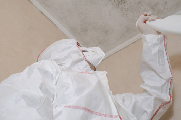 Best DIY Mold Remediation Support Services in Lopezville, TX