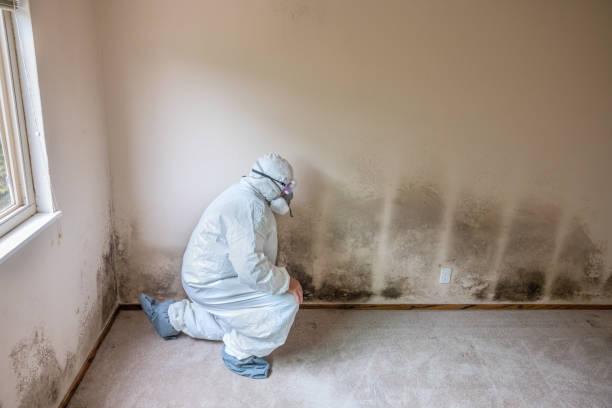 Best Industrial Mold Remediation in Lopezville, TX