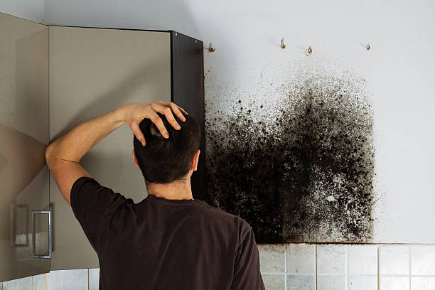 Best Residential Mold Remediation in Lopezville, TX