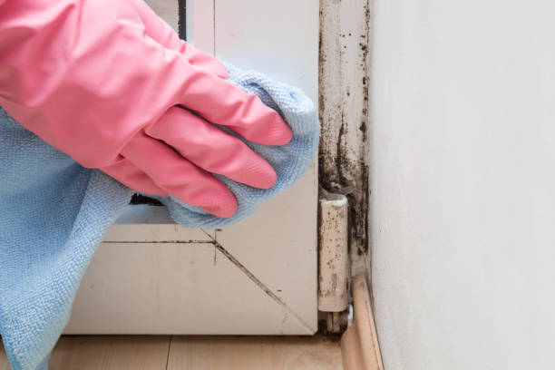 Best Basement Mold Remediation in Lopezville, TX